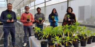 Banco de Sementes dos Açores – Recuperando uma das mais raras plantas açorianas DR/BSA