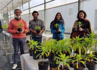 Banco de Sementes dos Açores – Recuperando uma das mais raras plantas açorianas DR/BSA