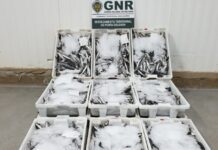 – Apreensão de 120 quilos de pescado por fuga à lota DR/GNR