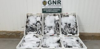 – Apreensão de 120 quilos de pescado por fuga à lota DR/GNR