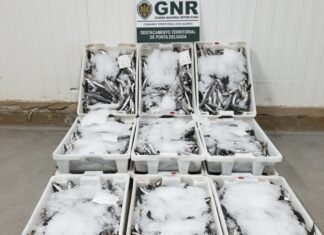 – Apreensão de 120 quilos de pescado por fuga à lota DR/GNR
