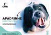 Município da Madalena Cria Programa de Apadrinhamento Animal DR/CMM