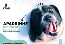 Município da Madalena Cria Programa de Apadrinhamento Animal DR/CMM