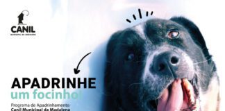 Município da Madalena Cria Programa de Apadrinhamento Animal DR/CMM