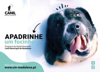 Município da Madalena Cria Programa de Apadrinhamento Animal DR/CMM