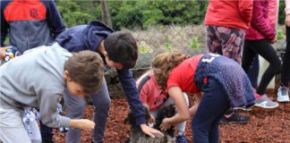 Crianças Entregaram Brinquedos Ao Canil Municipal De São Roque Do Pico DR