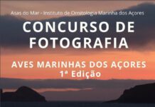 Asas do Mar assinala o primeiro aniversário com concurso de fotografia DR