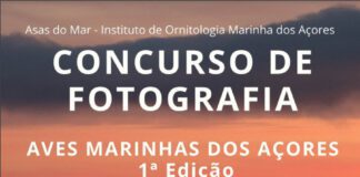 Asas do Mar assinala o primeiro aniversário com concurso de fotografia DR