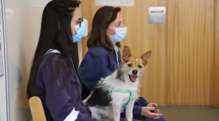 Alunos sensibilizados com o bem-estar animal DR/CMSRP