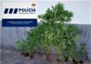 DIVISÃO POLICIAL DA HORTA – Detido individuo pela presumível autoria de crime de tráfico/cultivo de estupefacientes