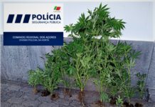 DIVISÃO POLICIAL DA HORTA – Detido individuo pela presumível autoria de crime de tráfico/cultivo de estupefacientes