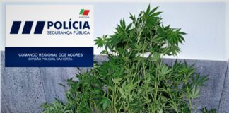 DIVISÃO POLICIAL DA HORTA – Detido individuo pela presumível autoria de crime de tráfico/cultivo de estupefacientes