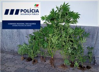 DIVISÃO POLICIAL DA HORTA – Detido individuo pela presumível autoria de crime de tráfico/cultivo de estupefacientes