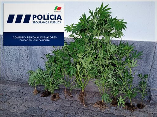 DIVISÃO POLICIAL DA HORTA – Detido individuo pela presumível autoria de crime de tráfico/cultivo de estupefacientes