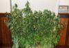 GNR – Apreendidas 20 plantas de canábis