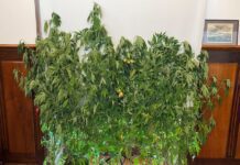 GNR – Apreendidas 20 plantas de canábis