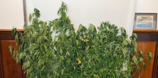 GNR – Apreendidas 20 plantas de canábis