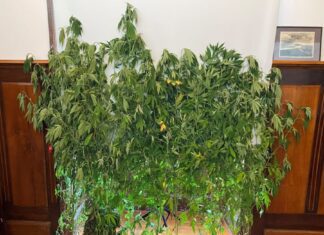 GNR – Apreendidas 20 plantas de canábis