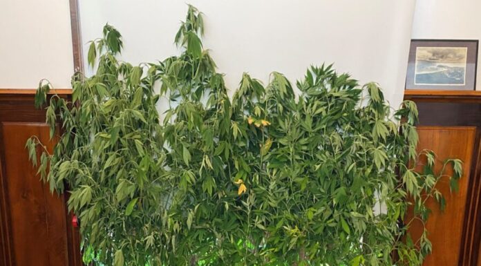 GNR – Apreendidas 20 plantas de canábis