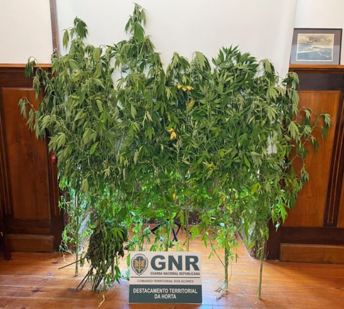 GNR Açores - Apreensão