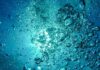Governo Regional financia projeto de bioeconomia azul Ocean