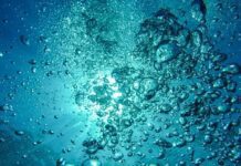 Governo Regional financia projeto de bioeconomia azul Ocean