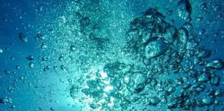 Governo Regional financia projeto de bioeconomia azul Ocean
