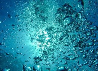 Governo Regional financia projeto de bioeconomia azul Ocean