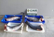 Apreensão de pescado na Terceira por falta de rastreabilidade