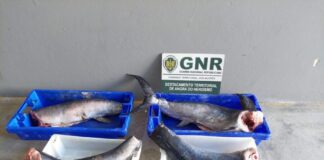 Apreensão de pescado na Terceira por falta de rastreabilidade