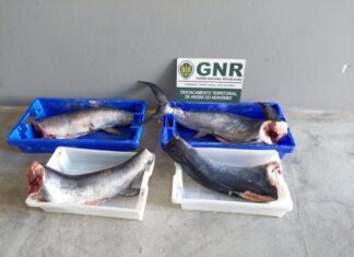 Apreensão de pescado na Terceira por falta de rastreabilidade