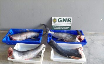 Apreensão de pescado na Terceira por falta de rastreabilidade
