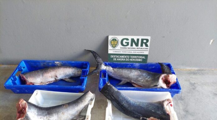 Apreensão de pescado na Terceira por falta de rastreabilidade