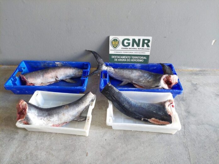 GNR Açores - Apreensão
