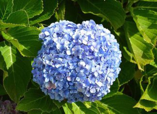 Plano Estratégico para a Floricultura nos Açores em consulta pública