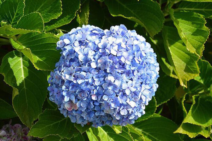 flor
