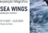 Museu da Horta acolhe exposição “Asas do Mar/Sea Wings”