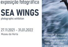 Museu da Horta acolhe exposição “Asas do Mar/Sea Wings”