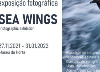 Museu da Horta acolhe exposição “Asas do Mar/Sea Wings”