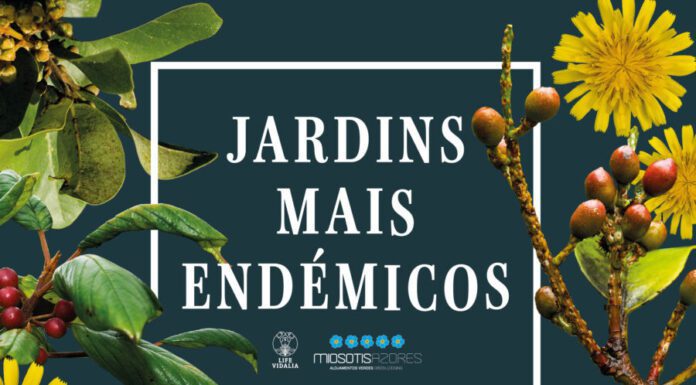 Secretaria Regional do Ambiente cria apoio para valorização dos alojamentos que adotam boas práticas ambientais