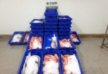 Apreendidos 300 quilos de pescado em São Miguel