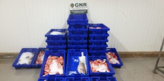 Apreendidos 300 quilos de pescado em São Miguel