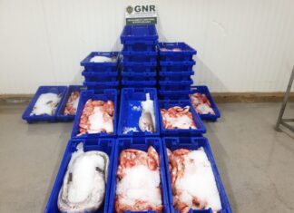 Apreendidos 300 quilos de pescado em São Miguel