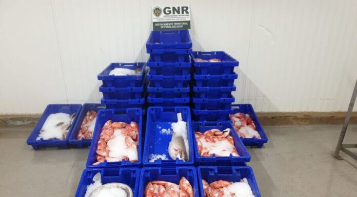 Apreendidos 300 quilos de pescado em São Miguel