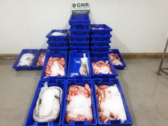 GNR Açores - Apreensão Pescado