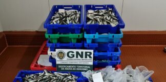 Apreendidos 261 quilos de pescado e lapas nas Flores e na Terceira
