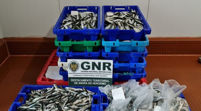 Apreendidos 261 quilos de pescado e lapas nas Flores e na Terceira