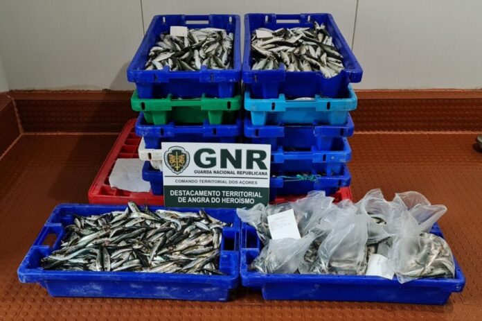 GNR Açores - Apreensão1