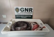 Apreendidos mais de 50 quilos de pescado no Faial e nas Flores