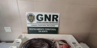 Apreendidos mais de 50 quilos de pescado no Faial e nas Flores